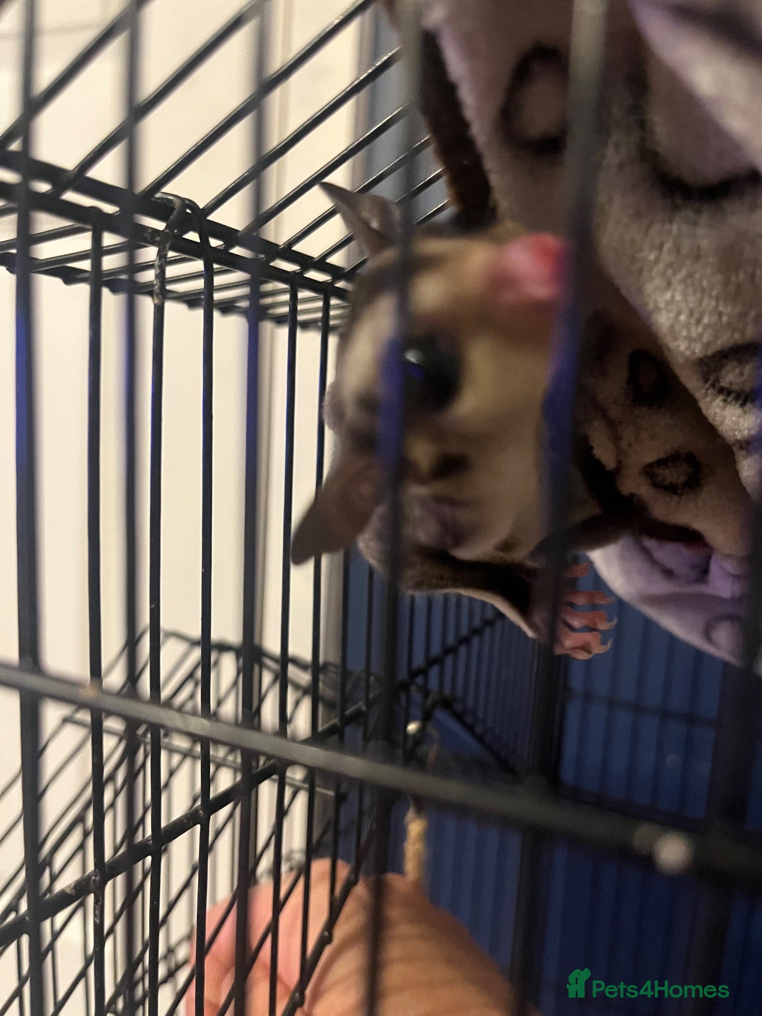 Sugar Glider rodents Young sugar glider pair  - Advert 8