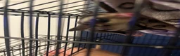Sugar Glider rodents for sale: Young sugar glider pair  - Advert 4