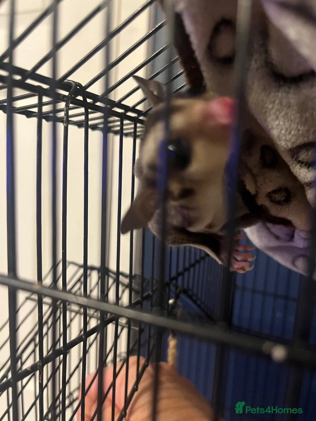 Sugar Glider rodents for sale: Young sugar glider pair  - Advert 1