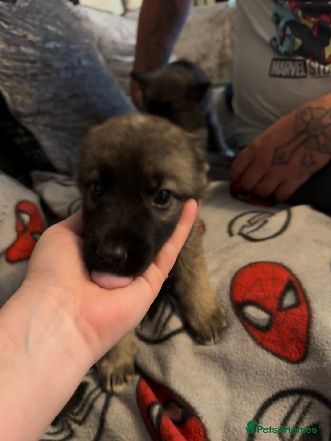 Mixed Breed dogs for sale: (REDUCED FOR LAST 2 ) Stunning Shepkita puppies  - Image 19