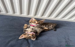 Bengal cats for sale: 6 Stunning Bengal kittens - Image 11