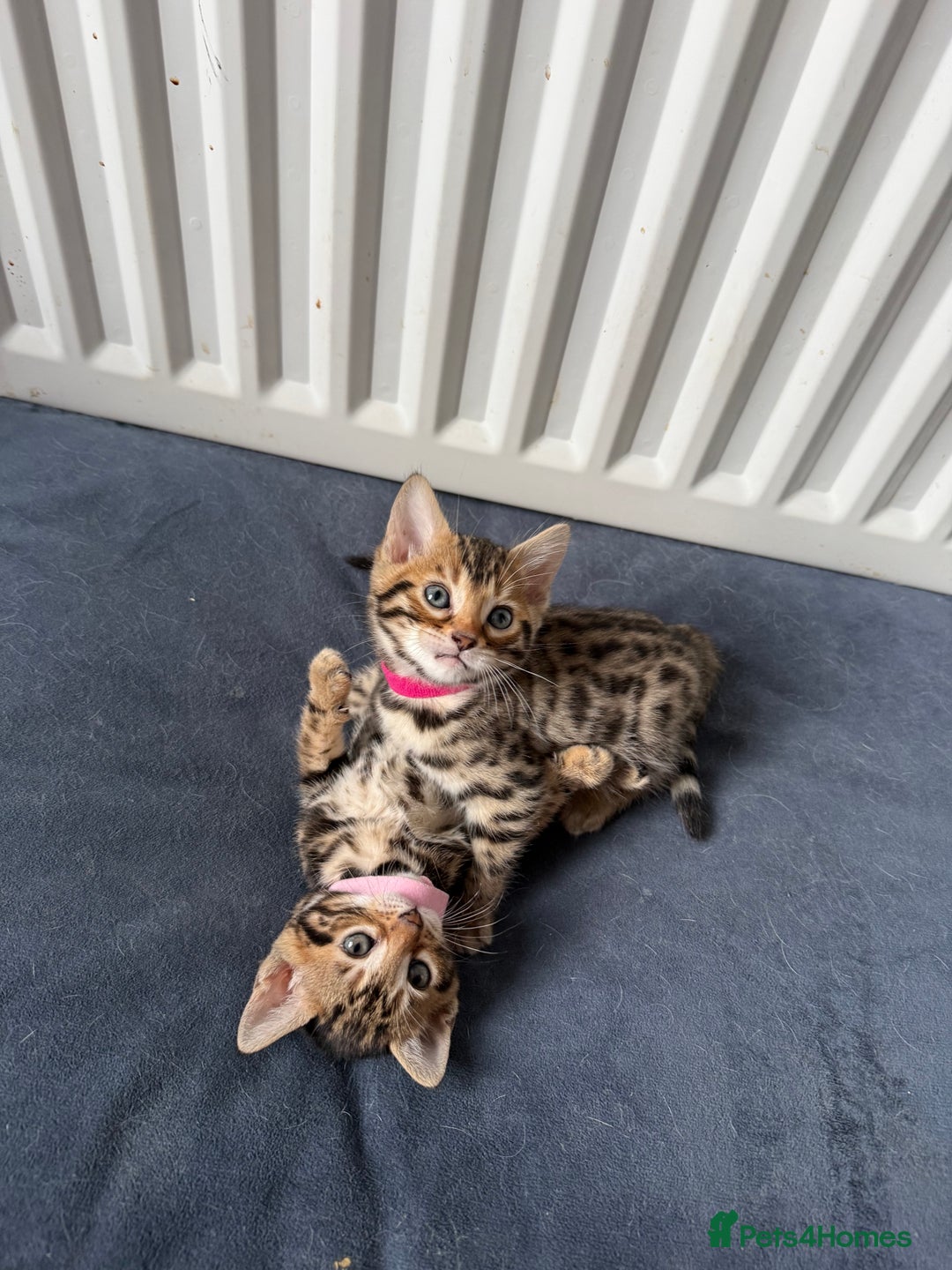 Bengal cats for sale: 6 Stunning Bengal kittens - Image 11