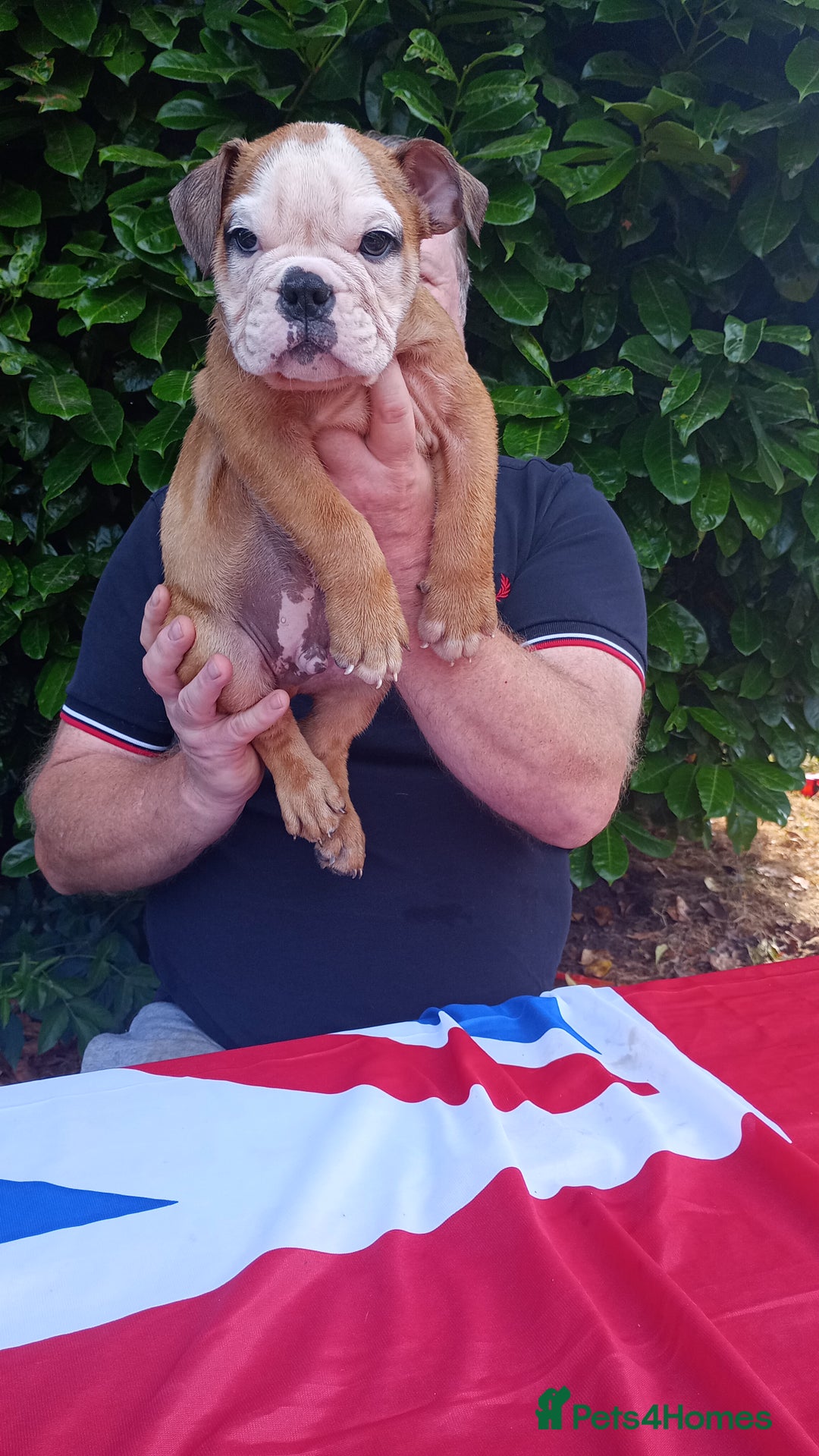 Old Tyme Bulldog dogs for sale: Victorian Bulldogs HEALTH TESTED - Image 12