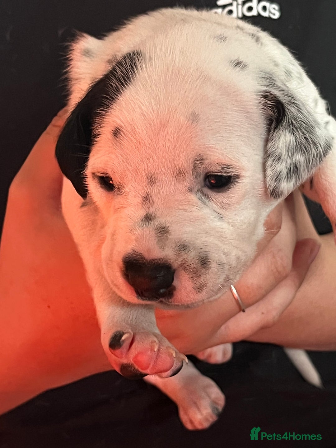 Dalmatian dogs for sale: Stunning Dalmatian puppies KC reg show winners - Image 2