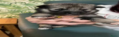 Shepsky 5