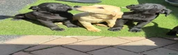 Labrador Retriever dogs for sale: 7 beautiful 5⭐️kc reg labour puppies  in Doncaster - Advert 11