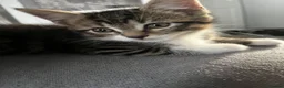 Mixed Breed cats for sale: Kittens  - Advert 3