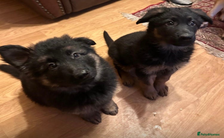 German Shepherd dogs German Shepherd Pups For Sale - Advert 2