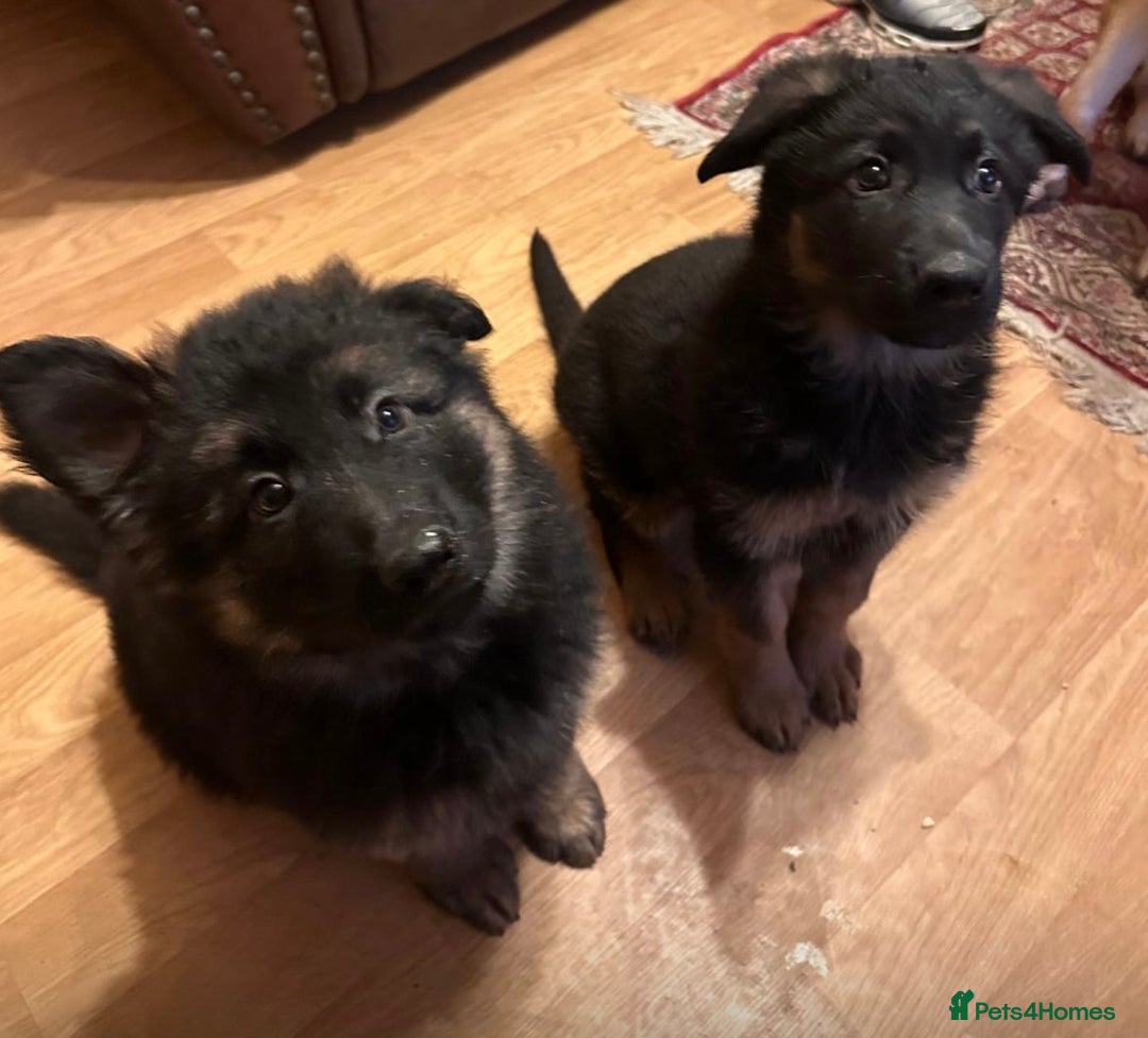 German Shepherd dogs for sale: German Shepherd Pups For Sale - Advert 4