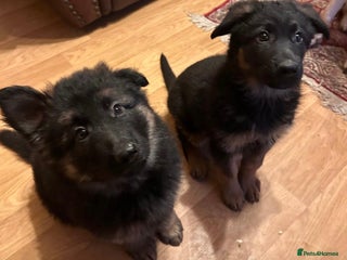 German Shepherd dogs German Shepherd Pups For Sale - Advert 1