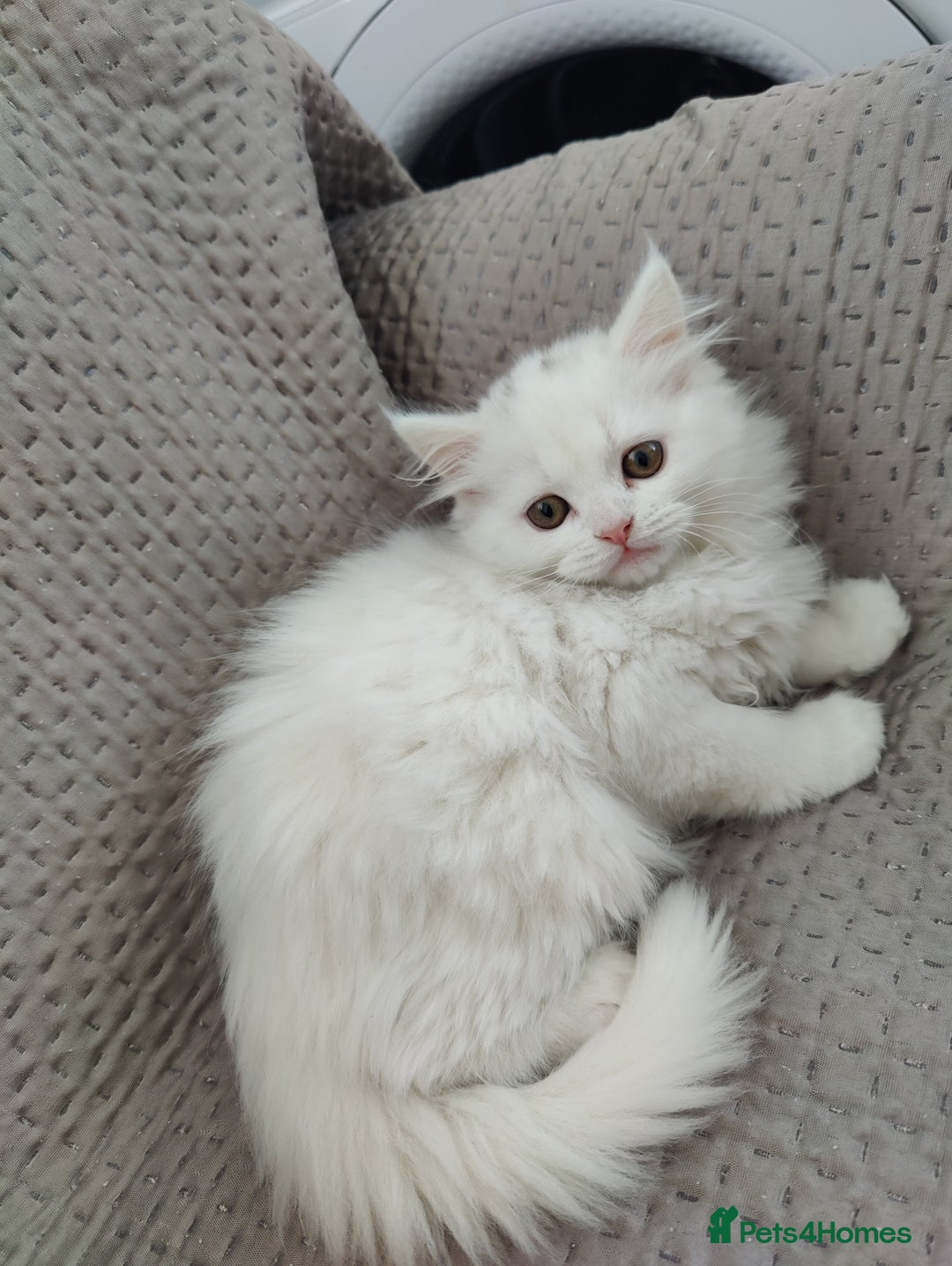 Mixed Breed cats for sale: Persian Mix kittens  - Advert 28
