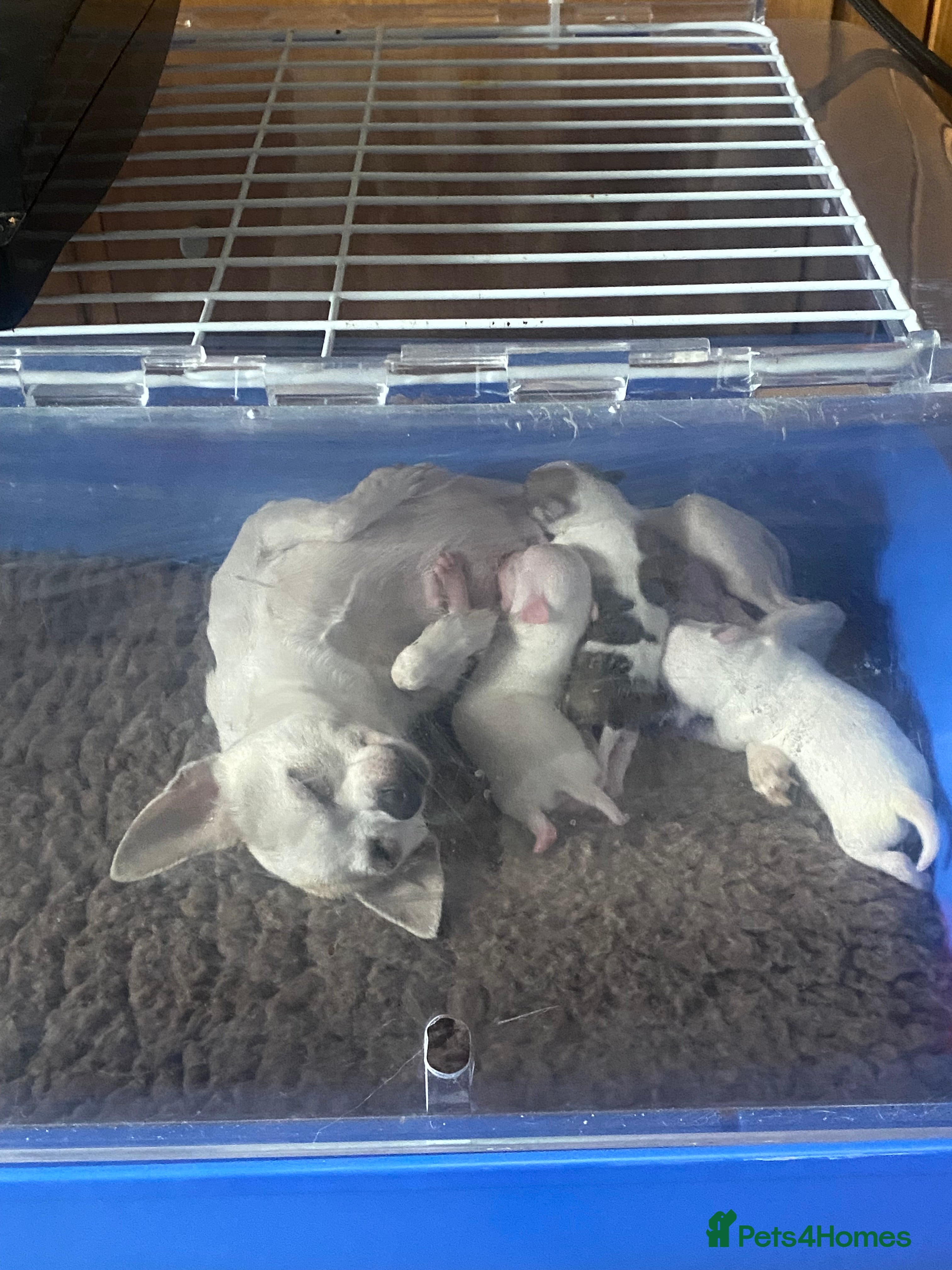 Chihuahua dogs Chihuahua boys - Advert 13