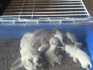 Chihuahua dogs Chihuahua boys - Advert 1