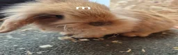 Mixed Breed rabbits for sale: Bunnies  - Advert 2