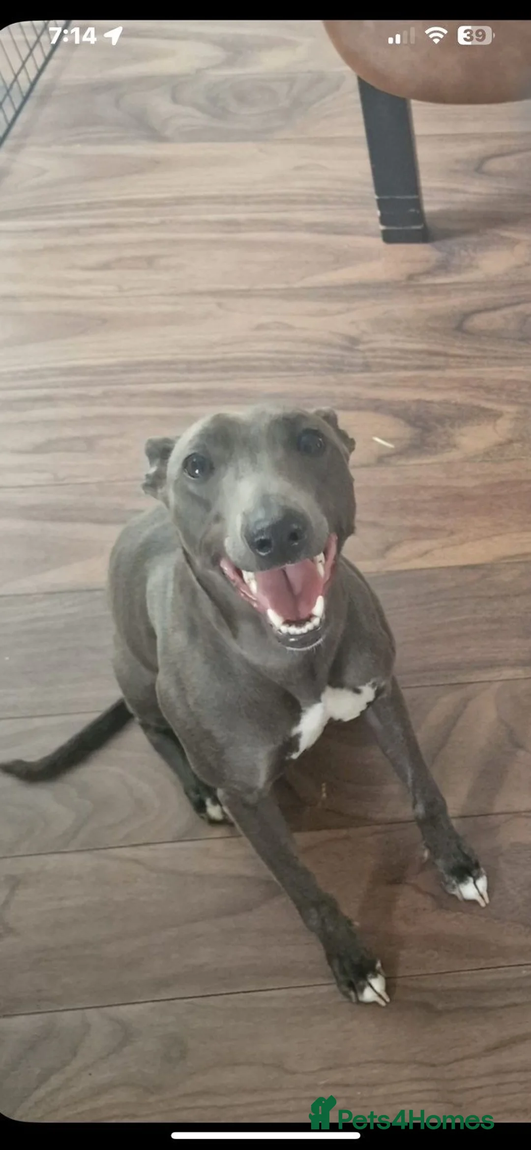 Mixed Breed dogs for sale: Whippet/lurcher - Advert 5