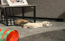 Mini Lop rabbits for sale: Mini Lop male brothers  - Image 10