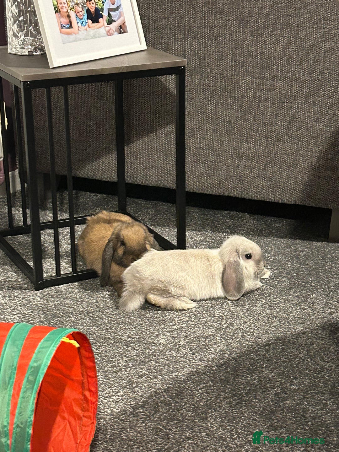 Mini Lop rabbits for sale: Mini Lop male brothers  - Image 10