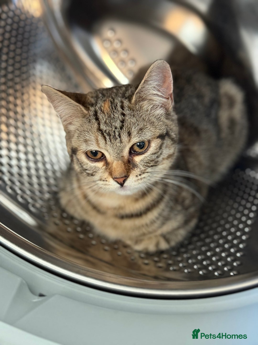 Bengal cats for sale: 3month Bengal x female  - Image 2