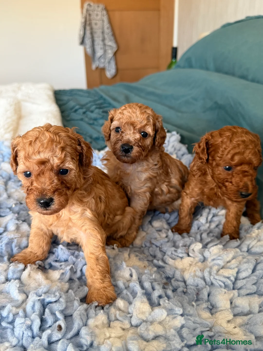 Toy Poodle dogs for sale: Toy poodle pups  - Advert 1
