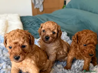 Toy Poodle dogs Toy poodle pups - Advert 1