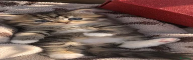 British Longhair 1