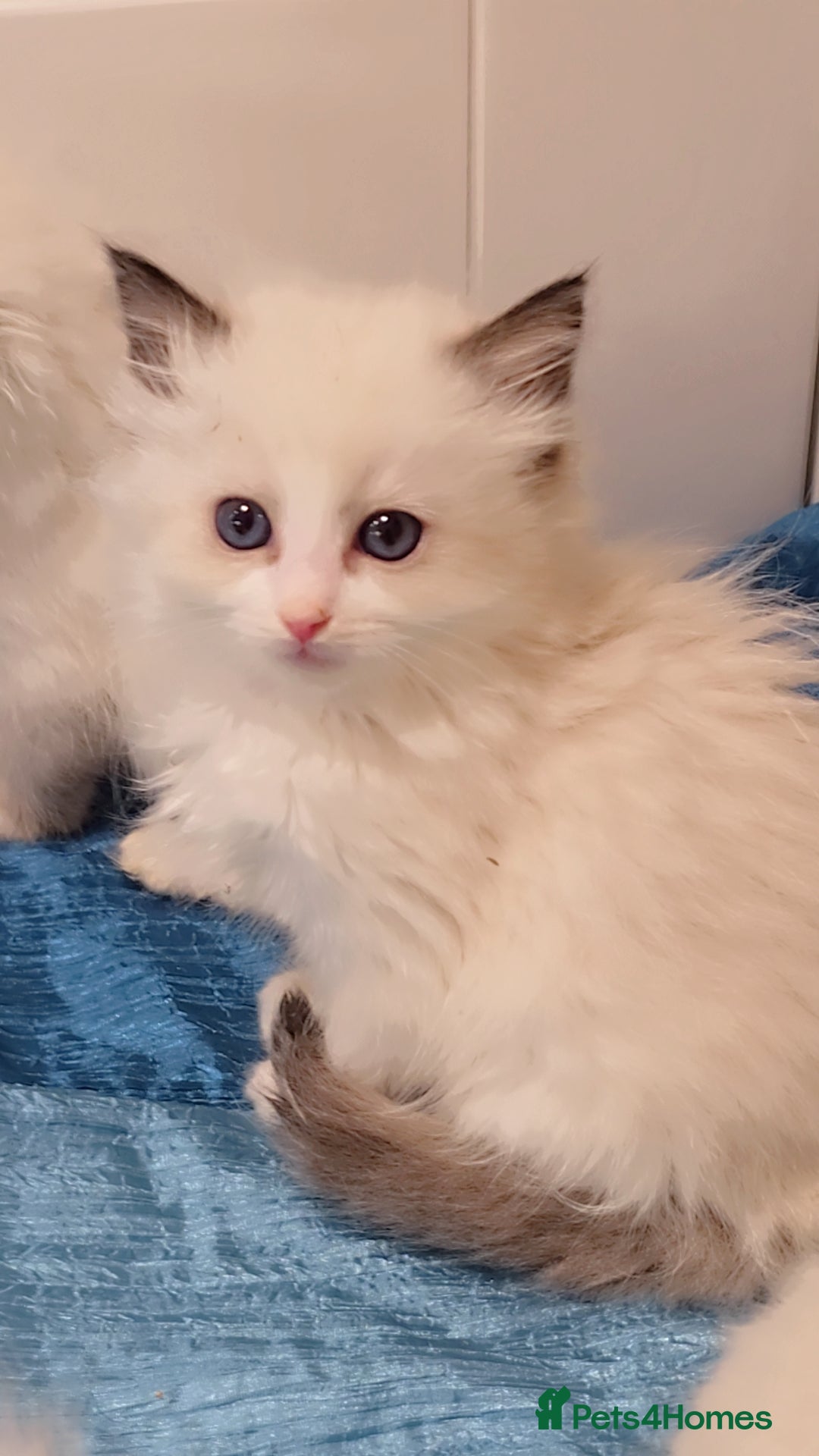 Ragdoll cats for sale: TICA REGISTERED KITTENS/Active - Advert 16
