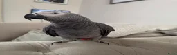 Parrots birds for sale: Highly Talkative African Grey in Dunmow - Advert 3