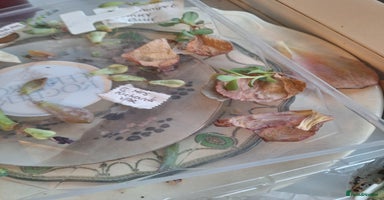 Savannah cats - Advert 10