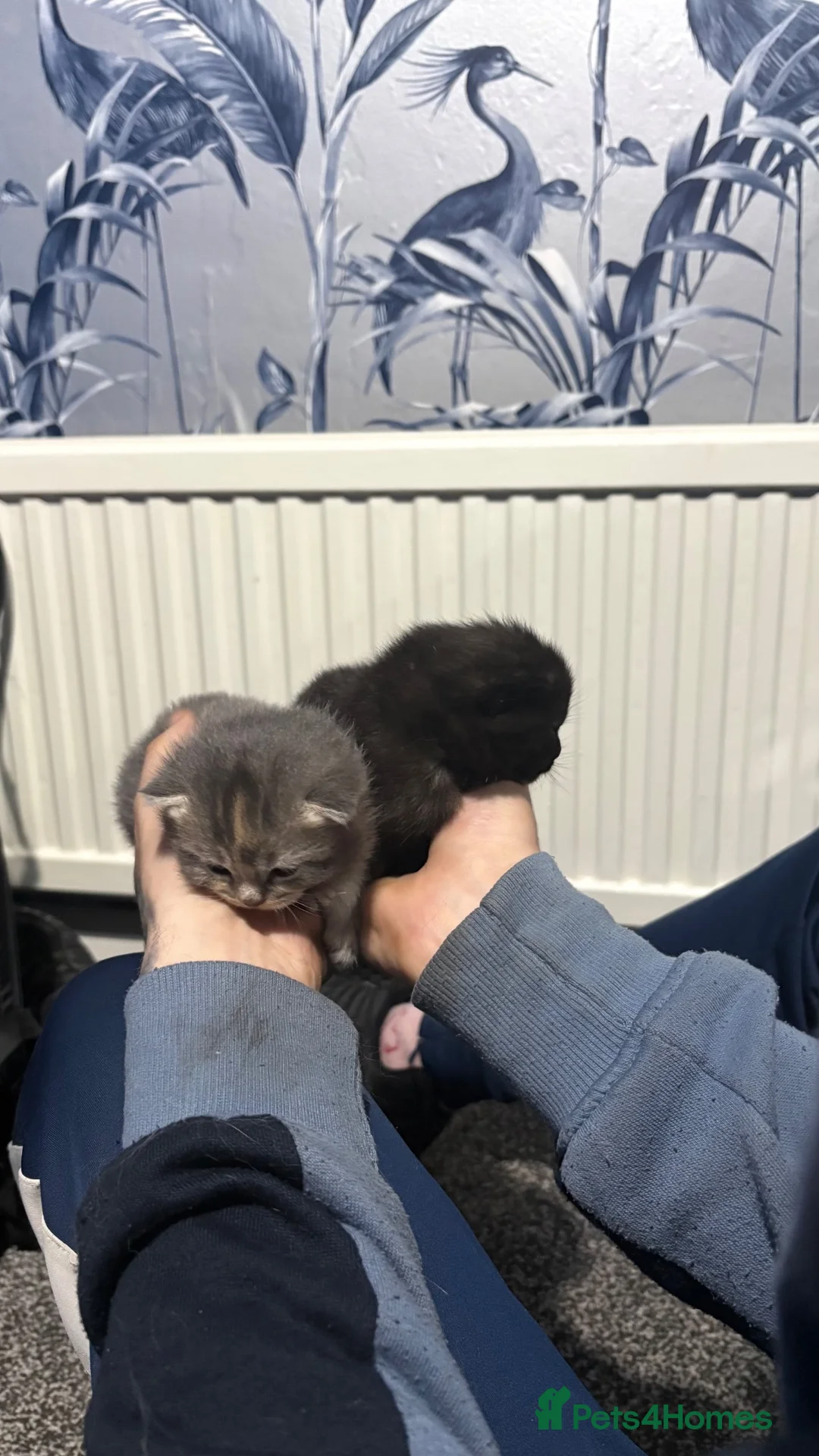 British Shorthair cats for sale: 2 female British short hair X tabby  in Hull - Advert 9