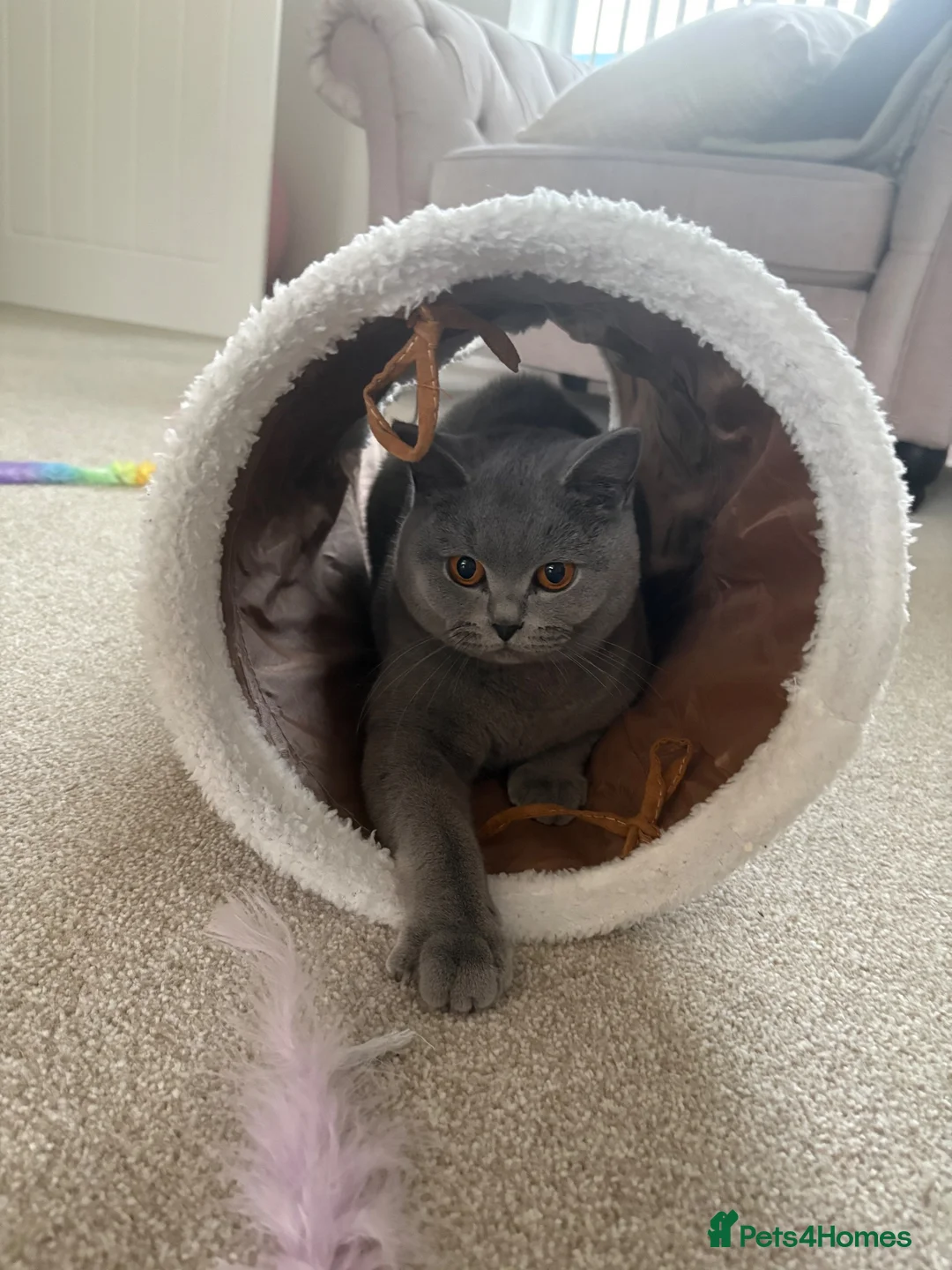 British Shorthair cats for sale: British short hair kittens  - Advert 9