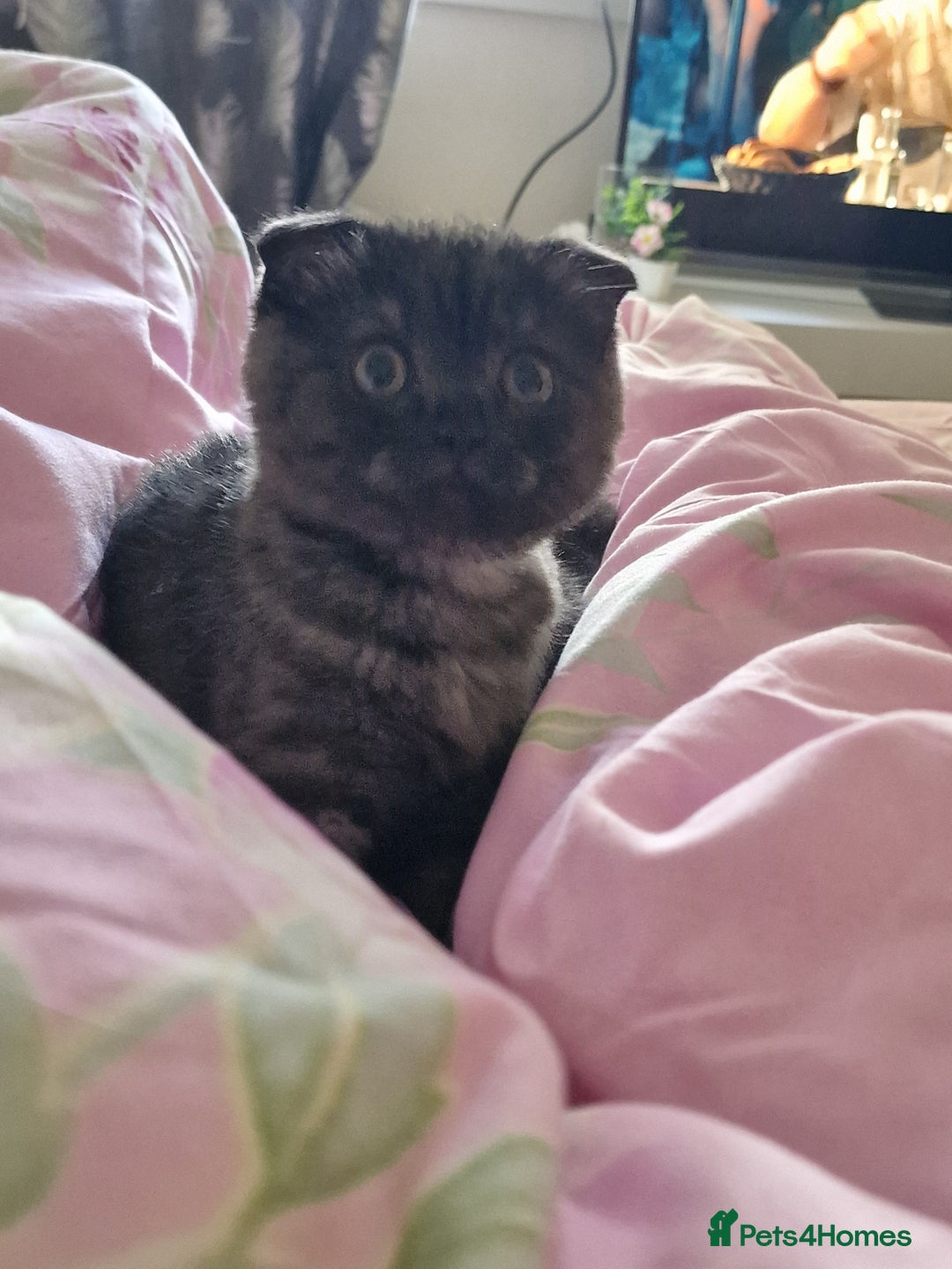 Scottish Fold cats for sale:  Scotish Fold Tabby Kitten - Image 6