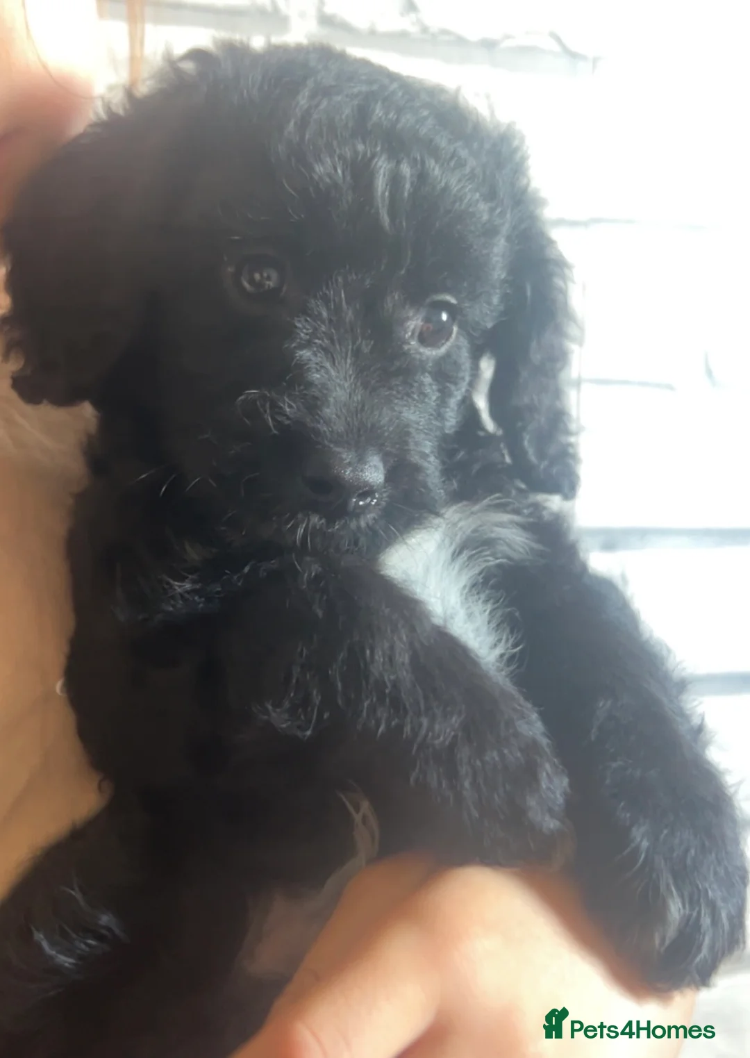 Mixed Breed dogs for sale: 2 Male cocker spaniel x cavapoo pups for sale. - Advert 12