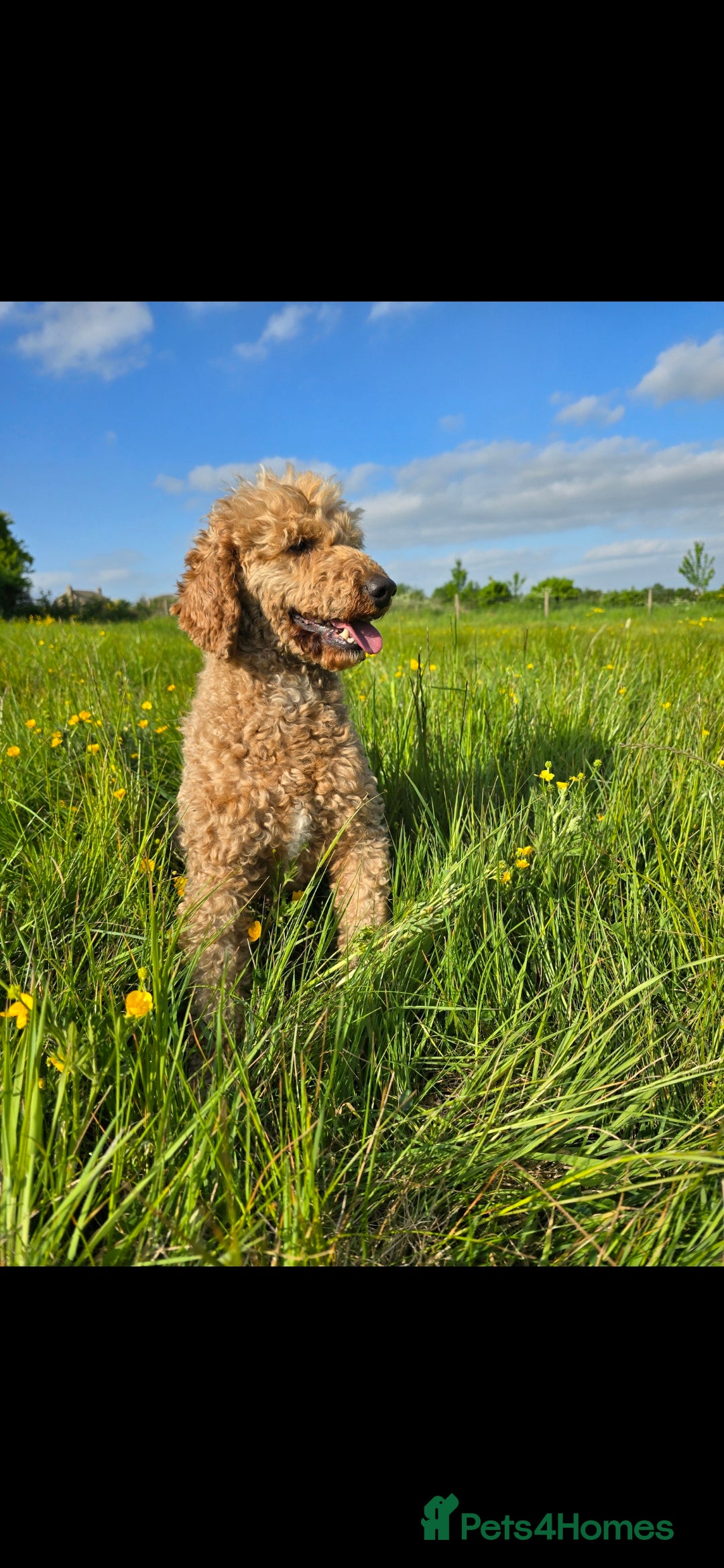 Labradoodle dogs for sale: F1 MINI LABRADOOLES - Image 6