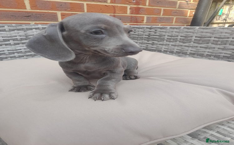 Miniature Dachshund dogs - Advert 16