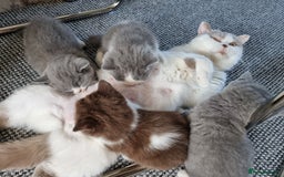 British Shorthair cats for sale: 4 Sweet PEDIGREE kittens - Image 2