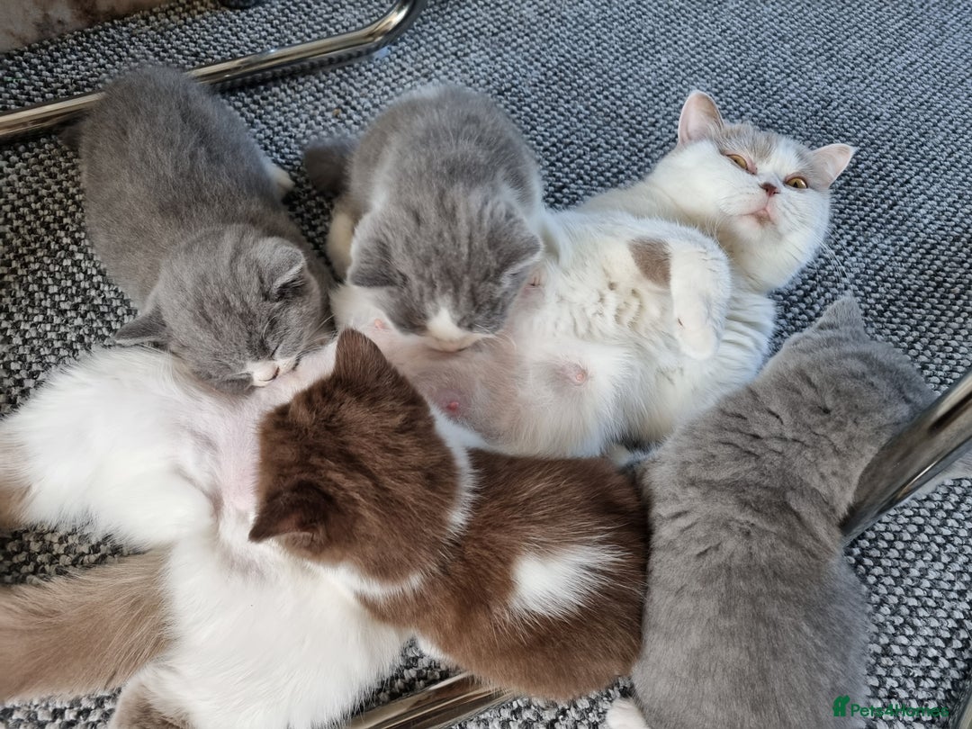 British Shorthair cats for sale: 4 Sweet PEDIGREE kittens - Image 2