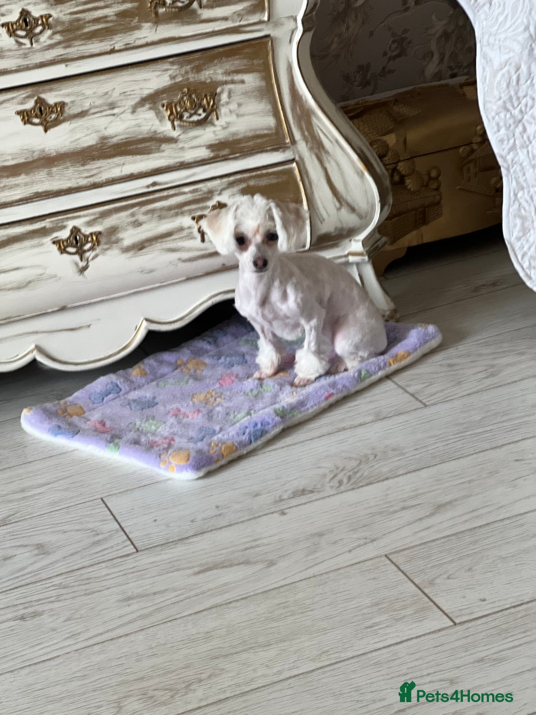 Maltipoo dogs for sale: Extra Special Maltipoo Highly Trained  - Image 1