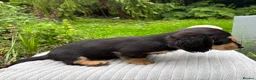 Miniature Dachshund dogs for sale: GORGEOUS KC reg PRA CLEAR MINI DACHSHUND PUPPIES - Advert 12