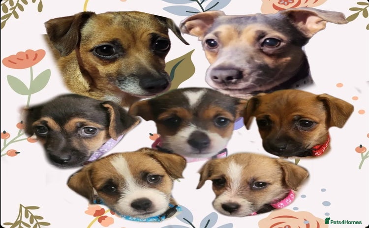 Jack Russell dogs - Advert 16