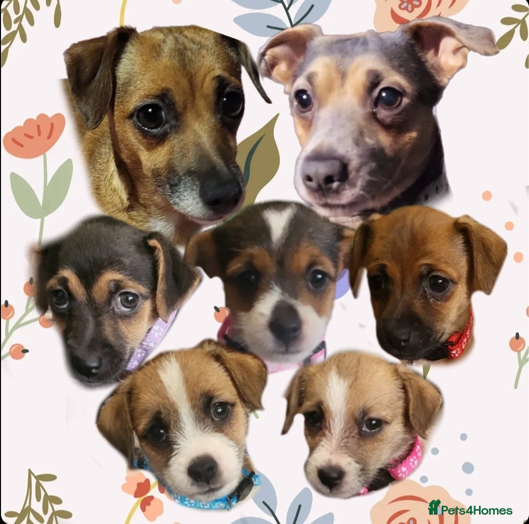 Jack Russell dogs for sale: miniature Jack Russell Puppies - Image 1