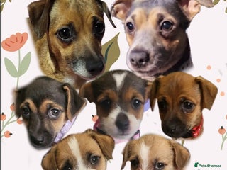 Jack Russell dogs - Advert 32
