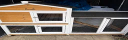 Guinea Pig rodents for sale: 3 boy guinea pigs  in Sheringham - Advert 9