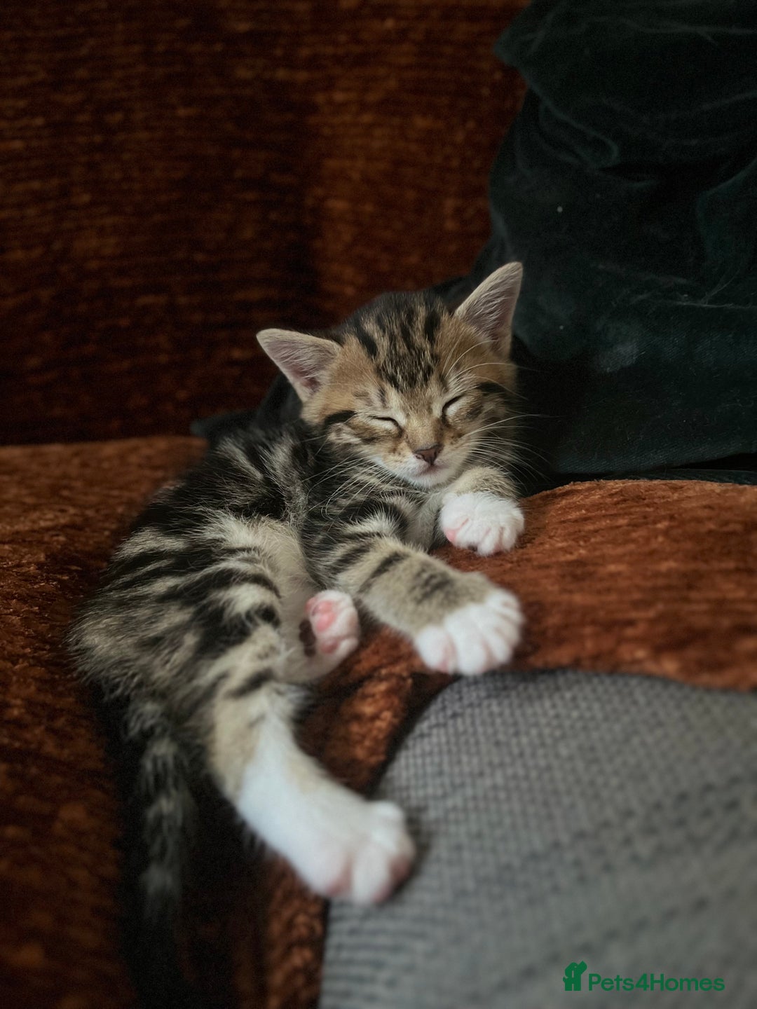 Mixed Breed cats for sale: Three mixed breed kittens for sale - Image 8
