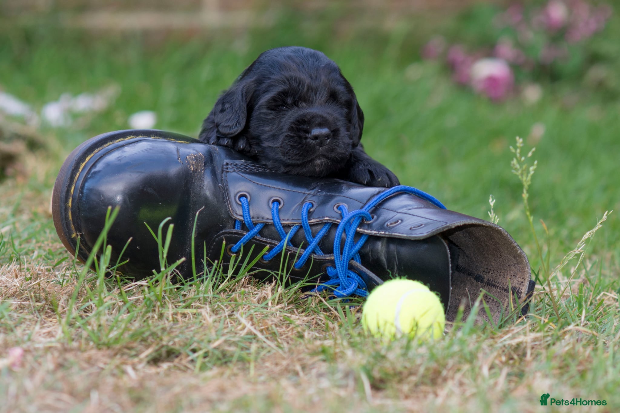Sprocker dogs for sale: Sprocker puppies in Scunthorpe - Advert 13