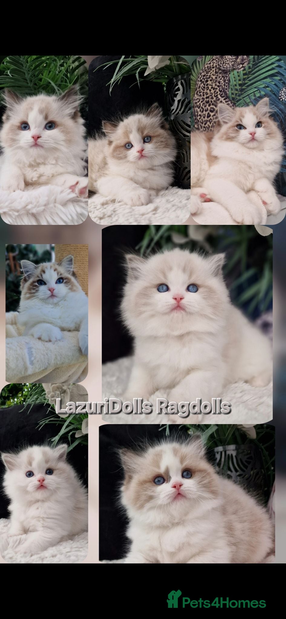 Ragdoll cats 🥇🏆🐆Exclusive kittens❤️✨️🏆Award winning cattery - Advert 10