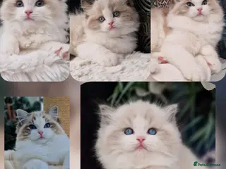 Ragdoll cats 🥇🏆🐆Exclusive kittens❤️✨️🏆Award winning cattery - Advert 10
