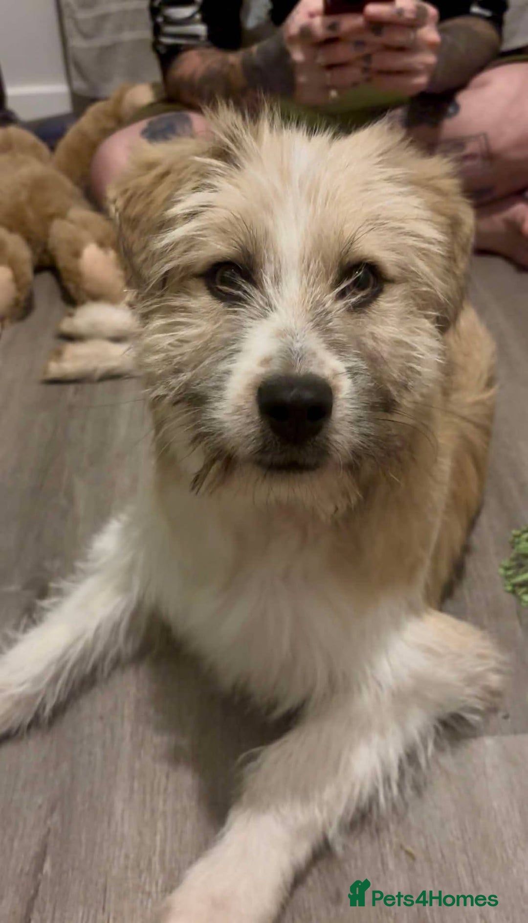 Mixed Breed dogs for adoption: Boo for adoption - Advert 4