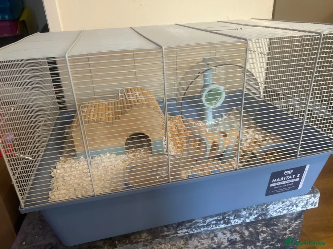 Hamster rodents for sale: Hamster  - Advert 1