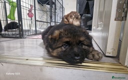 German Shepherd dogs for sale: KC REG GSD PUPPIES FULLY SCORED AND TESTED PARENTS - Image 20