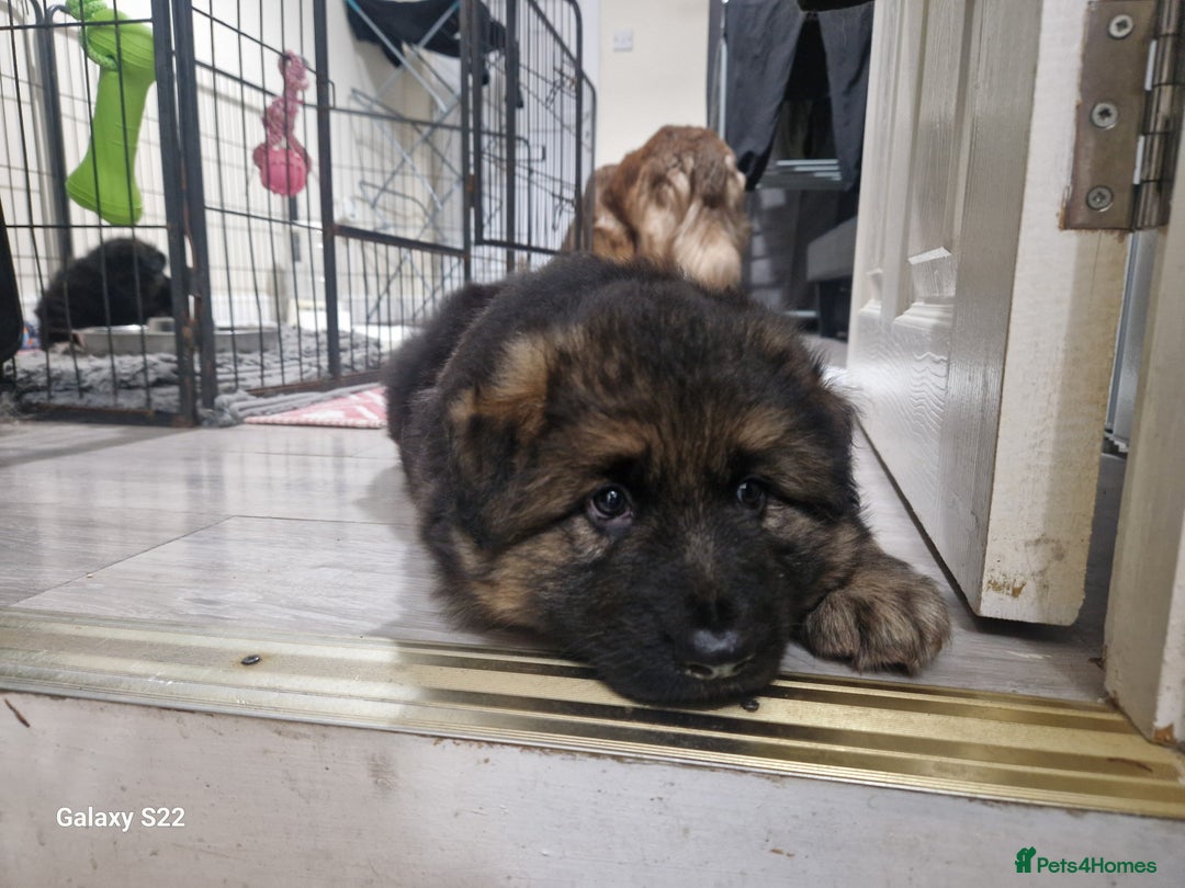 German Shepherd dogs for sale: KC REG GSD PUPPIES FULLY SCORED AND TESTED PARENTS - Image 20